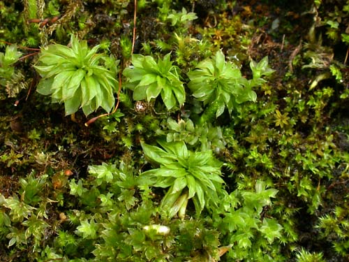 KSB: Rhodobryum spオオカサゴケの仲間フィリピンルソン島産高地 KSB: Rhodobryum spオオカサゴケの仲間フィリピンルソン島産高地