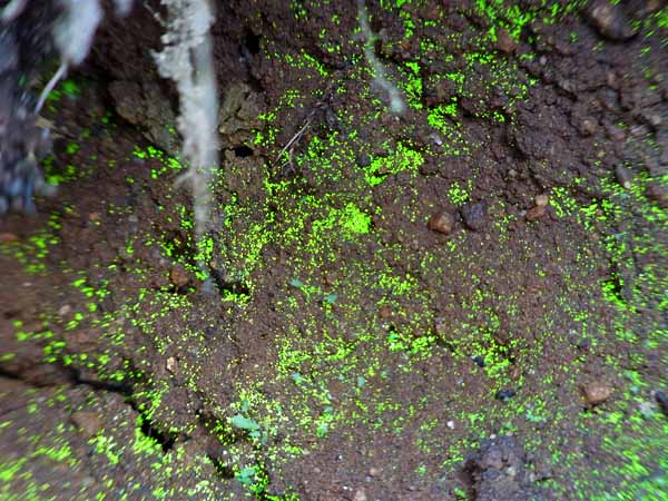 Schistostega pennata ヒカリゴケ