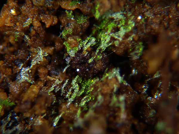 Schistostega pennata ヒカリゴケ