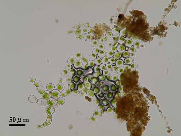 希少　ヒカリゴケ　原糸体　茎葉体　直接渡し そよ風のなかで Part2: ヒカリゴケの原糸体・配偶体・胞子体 ②