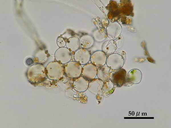 希少　ヒカリゴケ　原糸体　茎葉体　直接渡し 希少 ヒカリゴケ 10 原糸体 多 - メルカリ