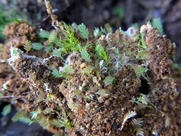 Schistostega pennata ヒカリゴケ