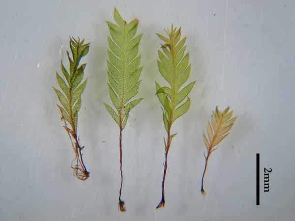 Schistostega pennata ヒカリゴケ