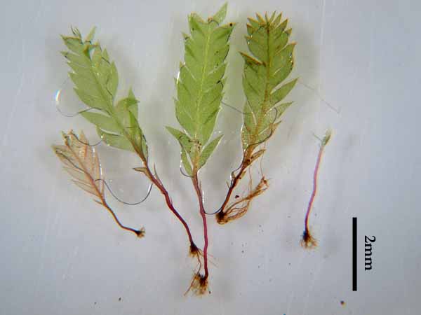 Schistostega pennata ヒカリゴケ