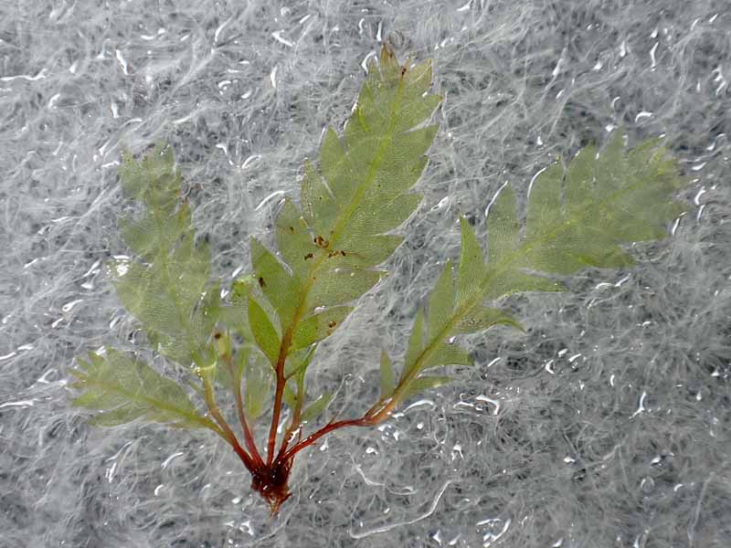 Schistostega pennata ヒカリゴケ