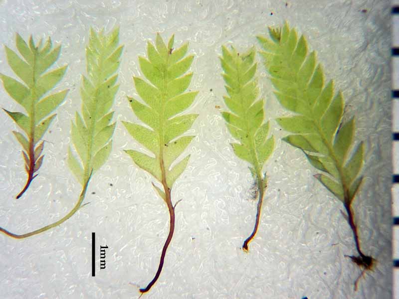 Schistostega pennata ヒカリゴケ