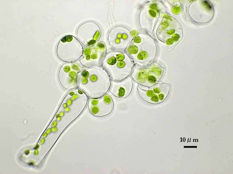 希少 ヒカリゴケ 原糸体 茎葉体 直接渡し 希少 ヒカリゴケ 原糸体 茎葉