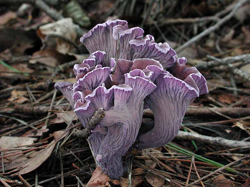 オオムラサキアンズタケ