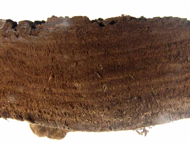 クロサルノコシカケ