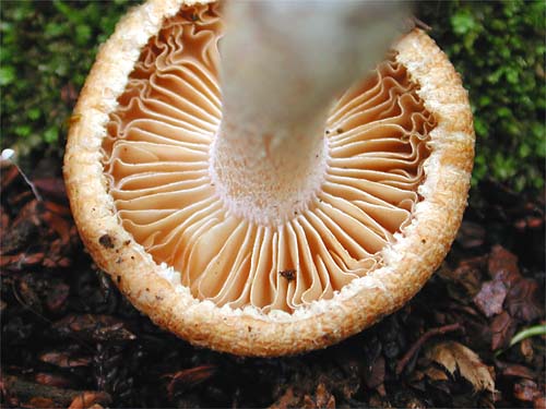 きのこ様確認ページ キノコ シメジ 大黒本しめじ 6パック 国産 京都丹波産 送料込